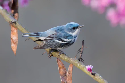 HD PC desktop wallpaper featuring a detailed close-up of a warbler bird perched on a branch with soft pink blossoms in the background.
