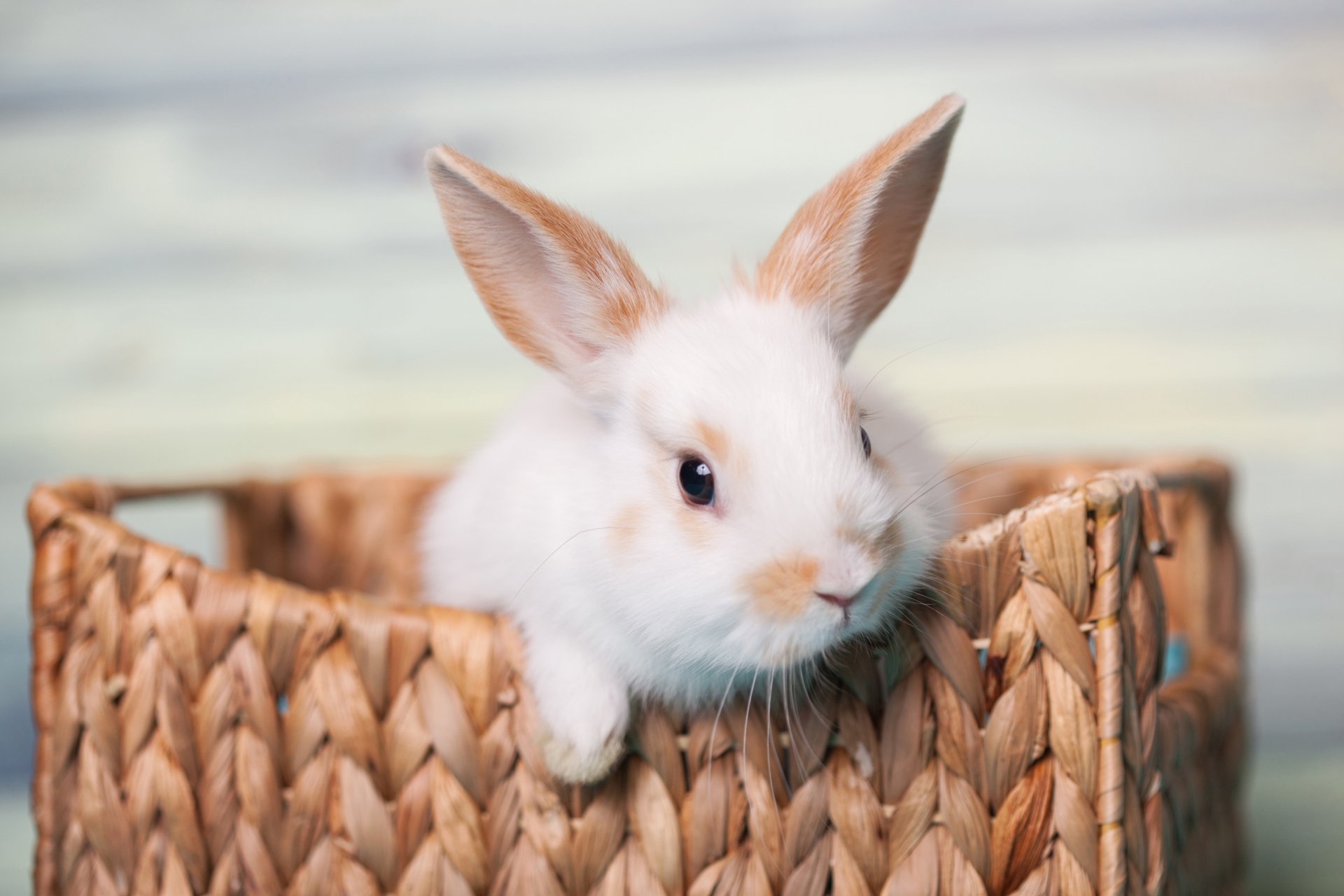 Rabbit HD Wallpaper | Background Image | 2700x1800 | ID:955352 - Wallpaper Abyss  Rabbit HD Wallpaper | Background Image... 