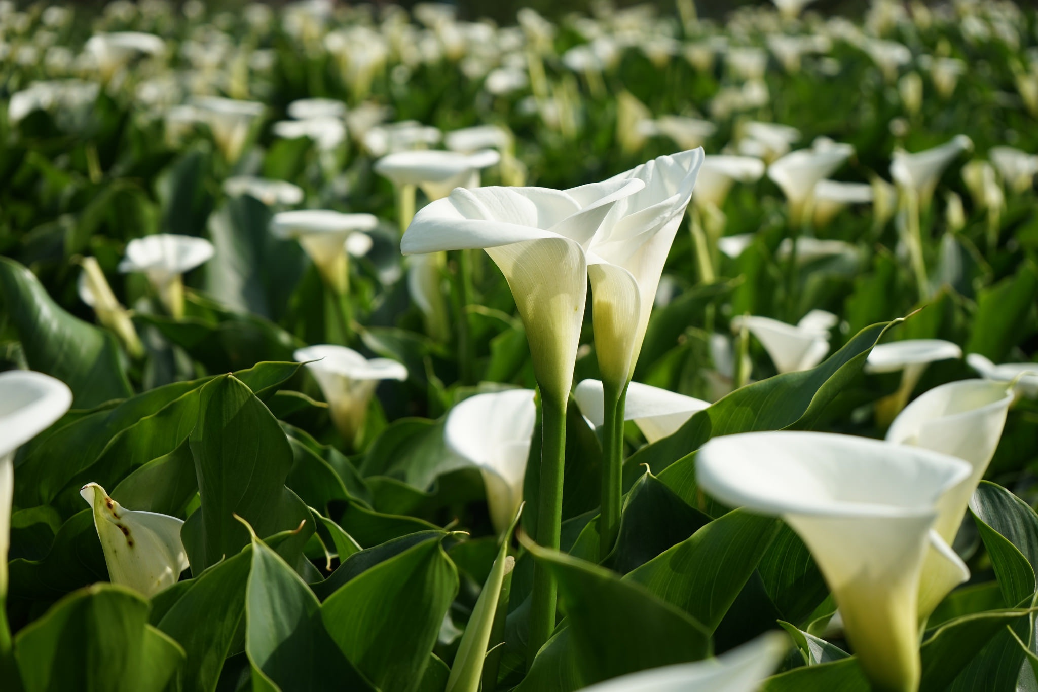 Download Close-up White Flower Flower Nature Calla Lily HD Wallpaper