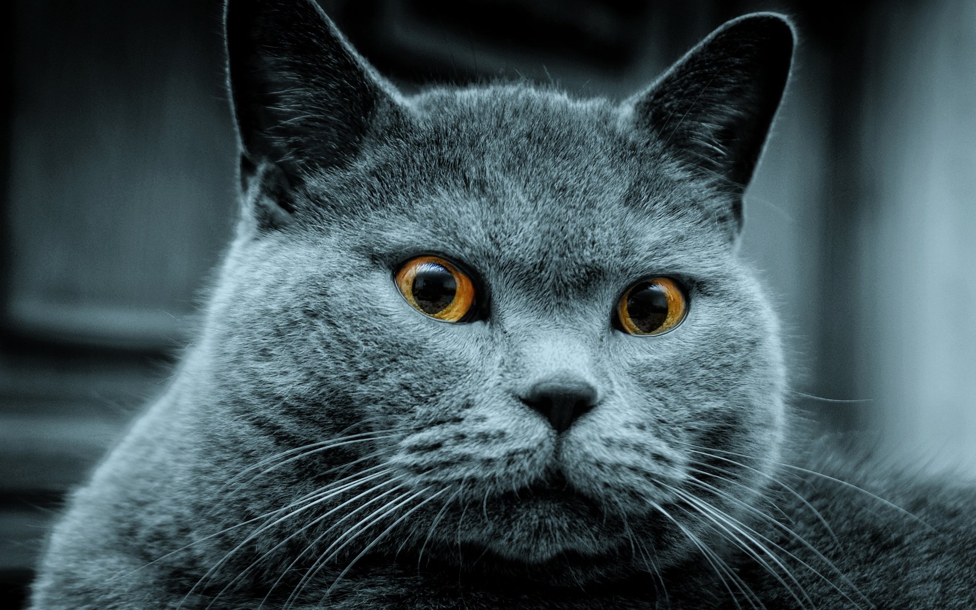 A striking HD wallpaper featuring a close-up of a gray cat with captivating orange eyes, showcasing its unique features against a dark background.