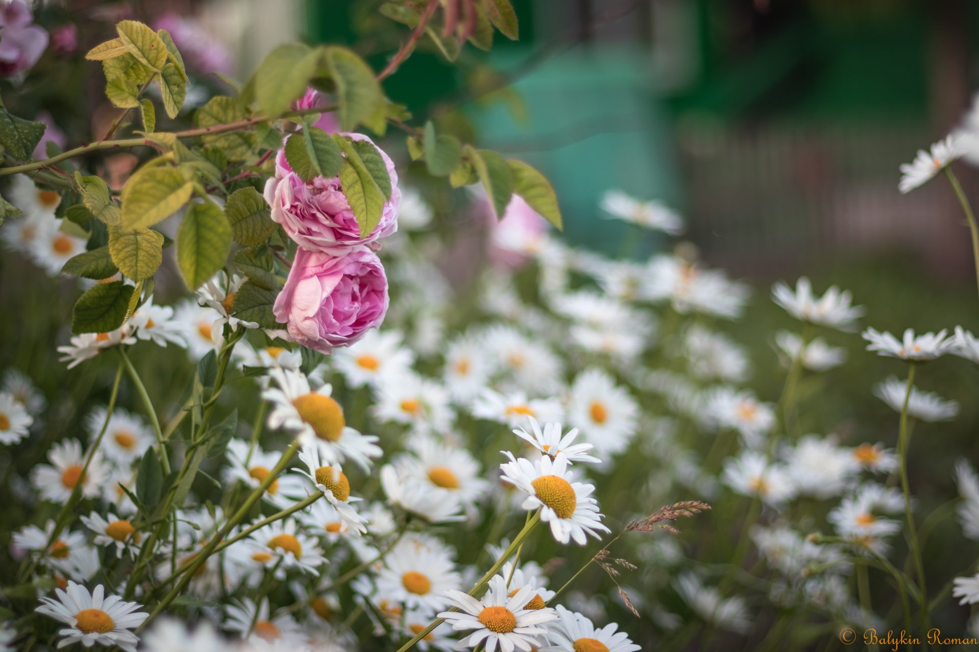 Download Pink Rose Flower Nature Rose 4k Ultra HD Wallpaper by Vergilius