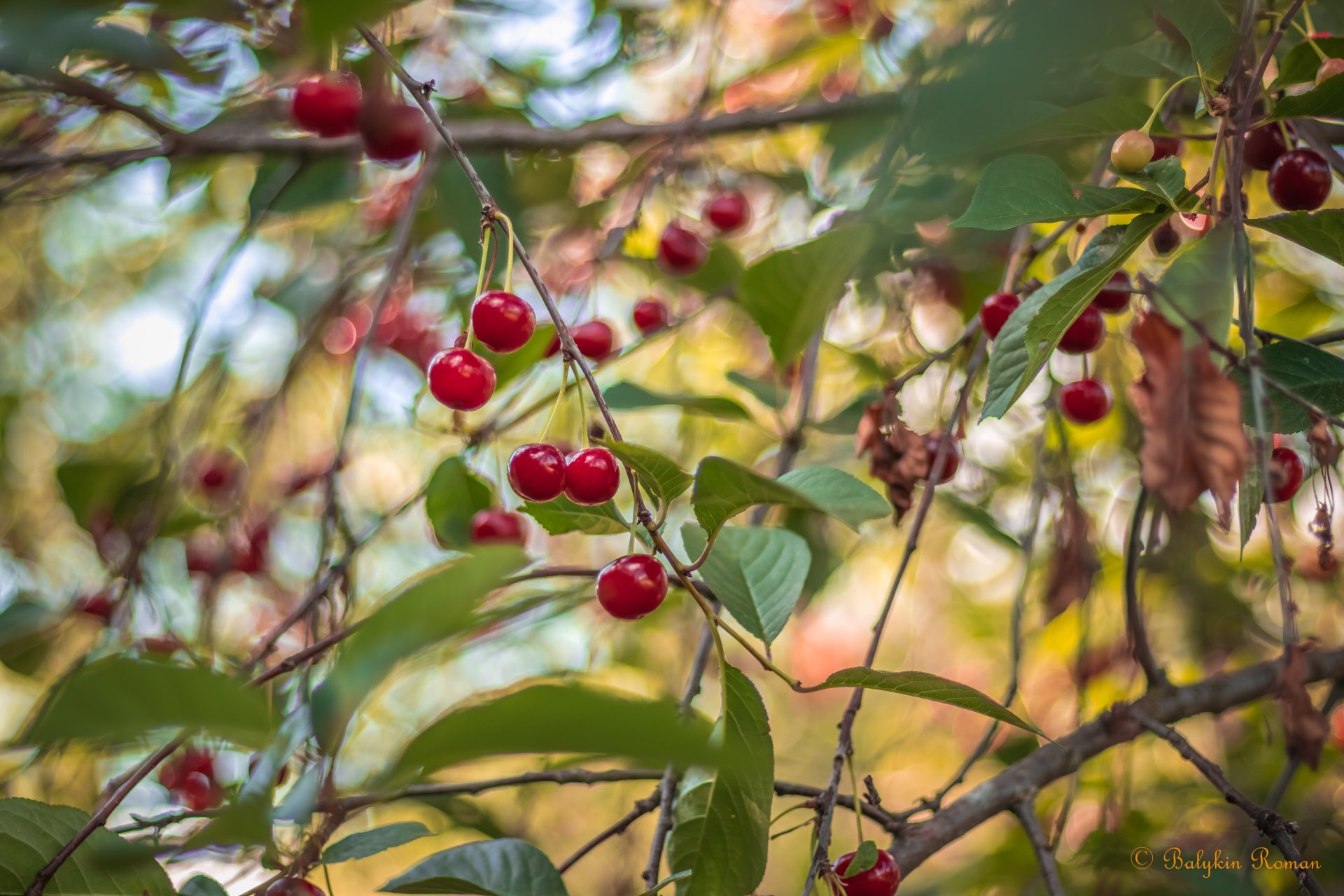 Download Food Cherry 4k Ultra HD Wallpaper by Vergilius