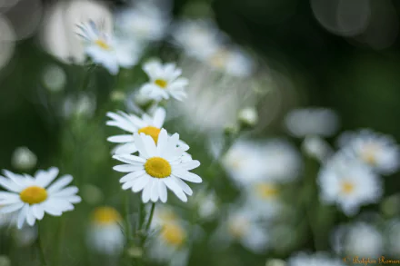 nature chamomile HD Desktop Wallpaper | Background Image