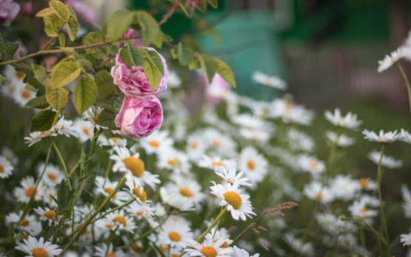 pink rose flower nature rose HD Desktop Wallpaper | Background Image