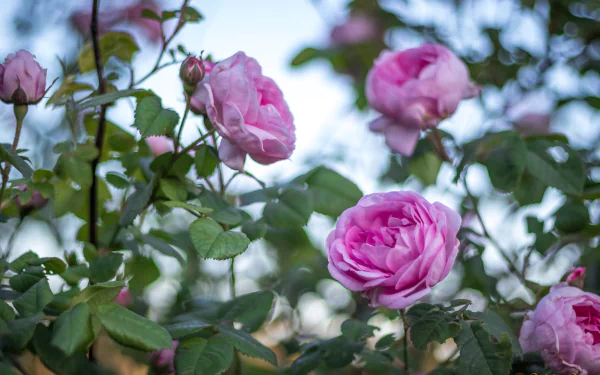 pink rose flower nature rose HD Desktop Wallpaper | Background Image