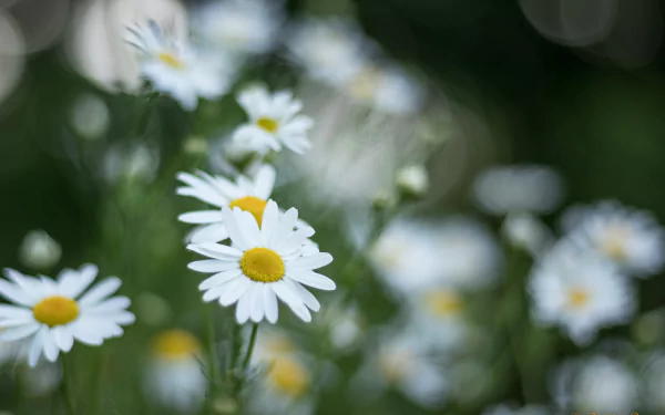 nature chamomile HD Desktop Wallpaper | Background Image