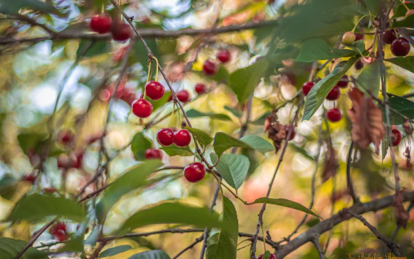 food cherry HD Desktop Wallpaper | Background Image