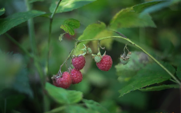 food raspberry HD Desktop Wallpaper | Background Image