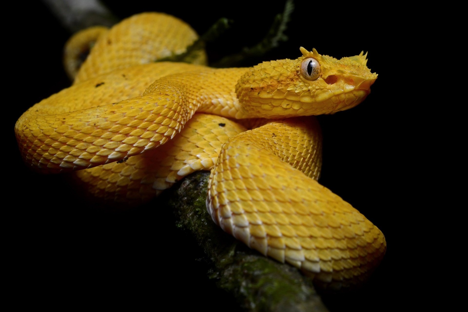 Download Eyelash Viper Snake Animal Viper HD Wallpaper