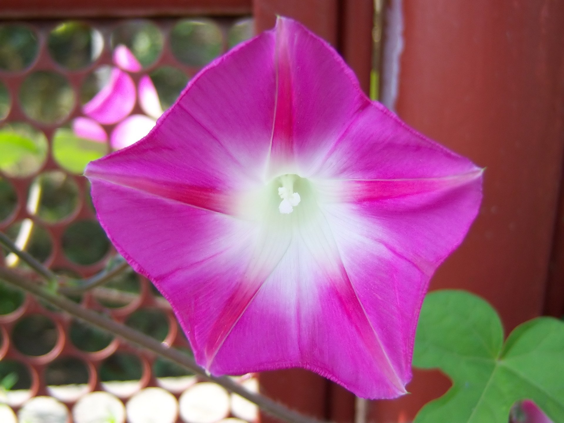 Download Nature Bindweed HD Wallpaper by Meduzanol