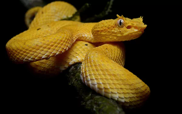 eyelash viper snake Animal viper HD Desktop Wallpaper | Background Image