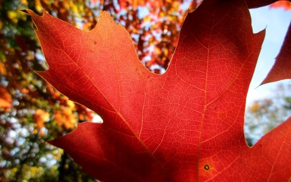 Nature Leaf Fall Maple Leaf HD Wallpaper | Background Image
