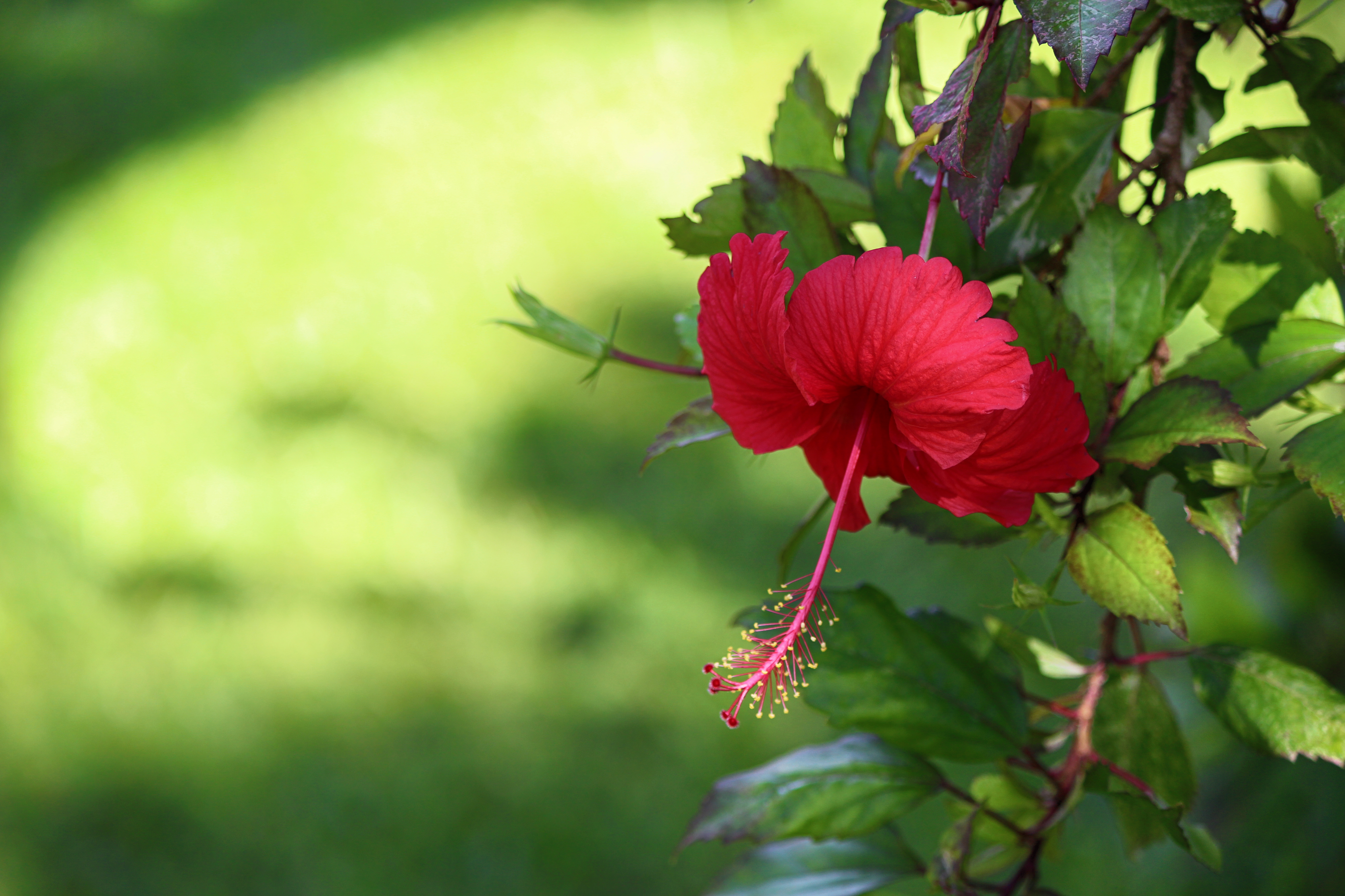 Hibiscus 4. Гибискус красный. Цветок гибискуса. Гибискус зеленый. Гибискус красный цв.