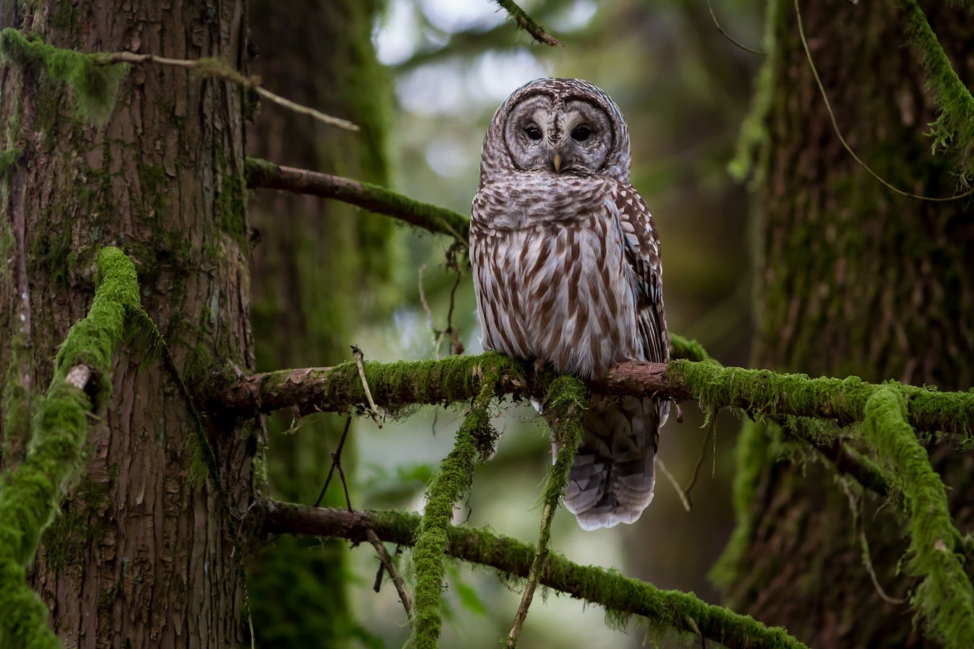 Great grey owl (bird, animal) perched on a moss-covered branch in a forest — HD PC desktop wallpaper background.