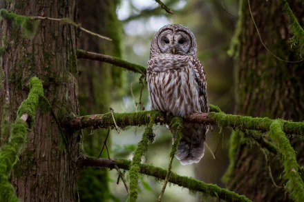 Great grey owl (bird, animal) perched on a moss-covered branch in a forest — HD PC desktop wallpaper background.