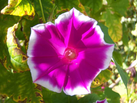 nature Bindweed HD Desktop Wallpaper | Background Image