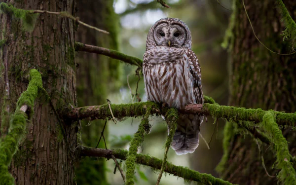 Great grey owl (bird, animal) perched on a moss-covered branch in a forest — HD PC desktop wallpaper background.