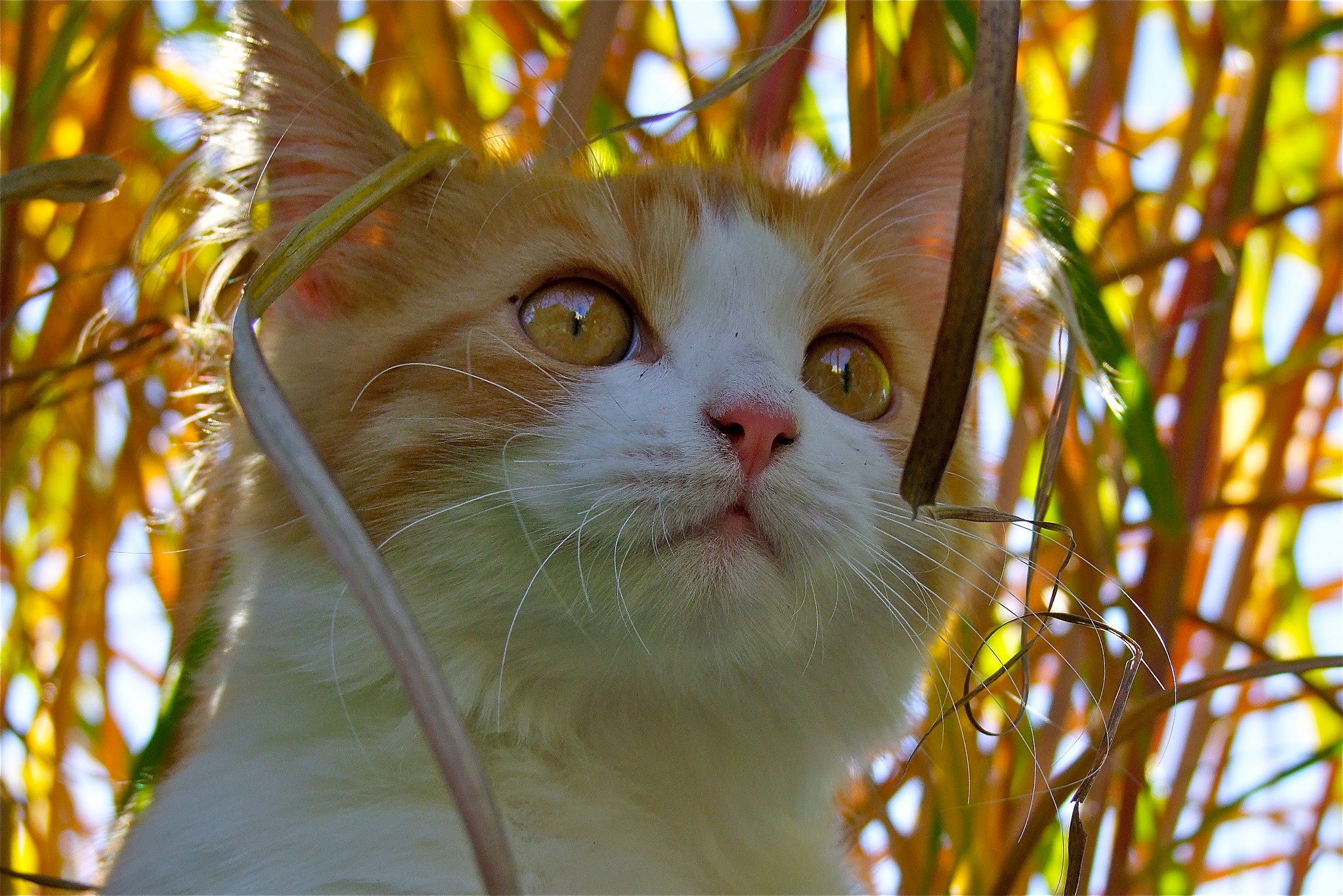 Animal Cat HD Wallpaper