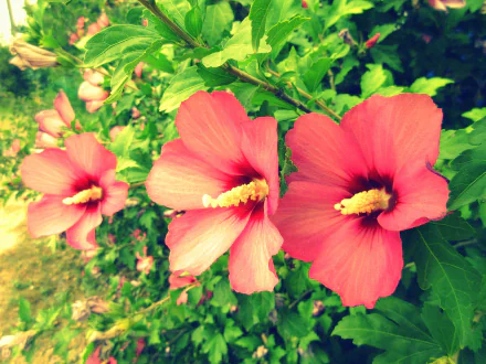nature hibiscus HD Desktop Wallpaper | Background Image