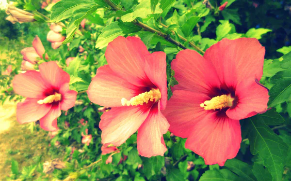 nature hibiscus HD Desktop Wallpaper | Background Image