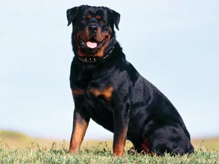 HD desktop wallpaper featuring a majestic Rottweiler sitting on grass with a clear sky background.