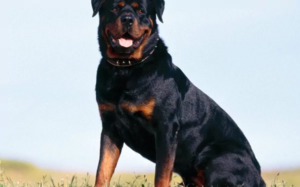 HD desktop wallpaper featuring a majestic Rottweiler sitting on grass with a clear sky background.
