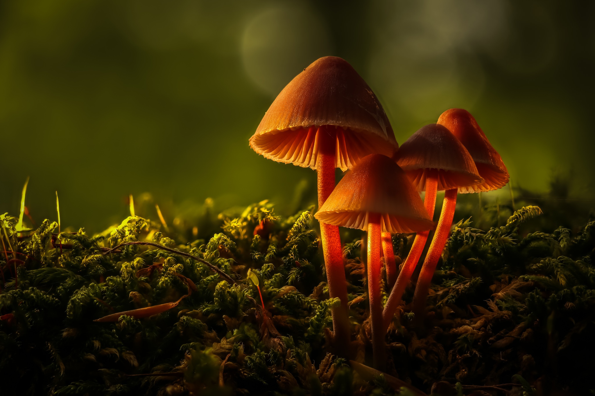 Download Fall Macro Nature Mushroom Hd Wallpaper