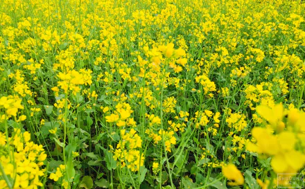 mustard plant nature flower HD Desktop Wallpaper | Background Image