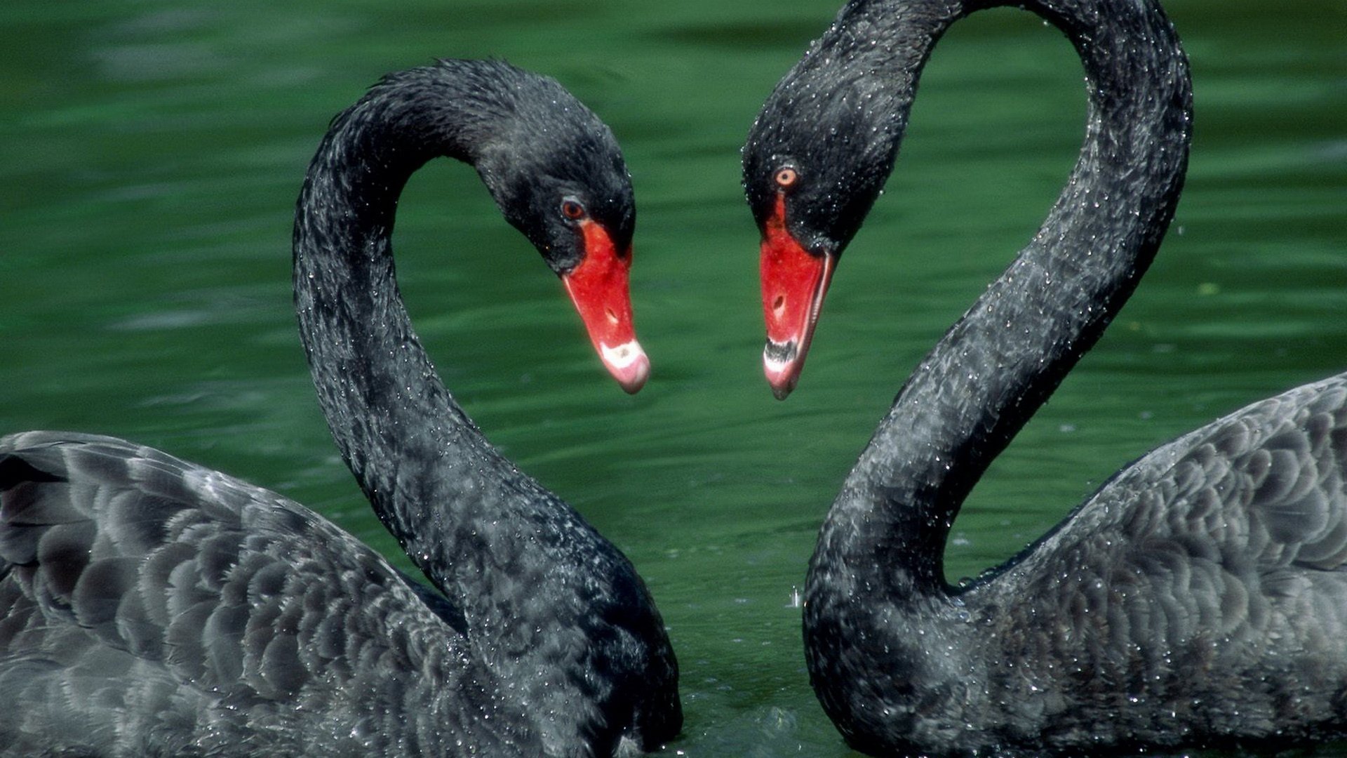 30 Black Swan Hd Wallpapers Background Images