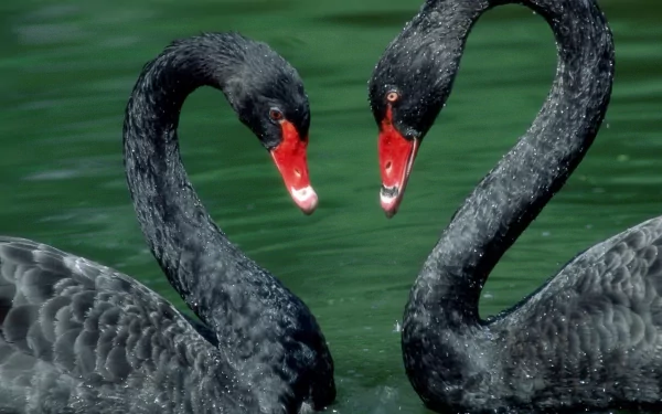 HD PC desktop wallpaper featuring two elegant black swans facing each other over calm green water, highlighting their striking red beaks and textured feathers.