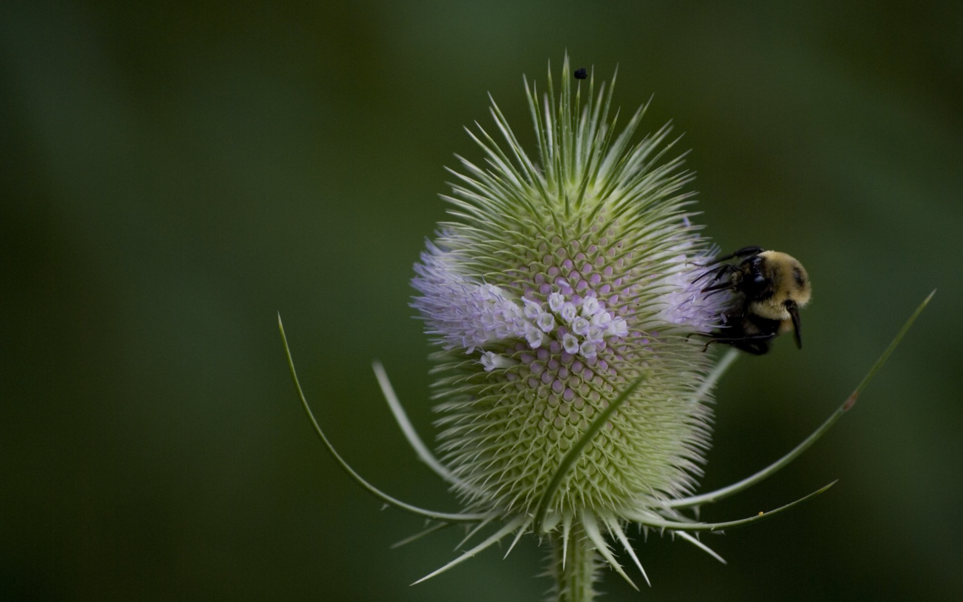 A close-up 4K Ultra HD image of a bumblebee collecting nectar from a spiky flower, showcasing the intricate details of the bee and the plant against a blurred green background.