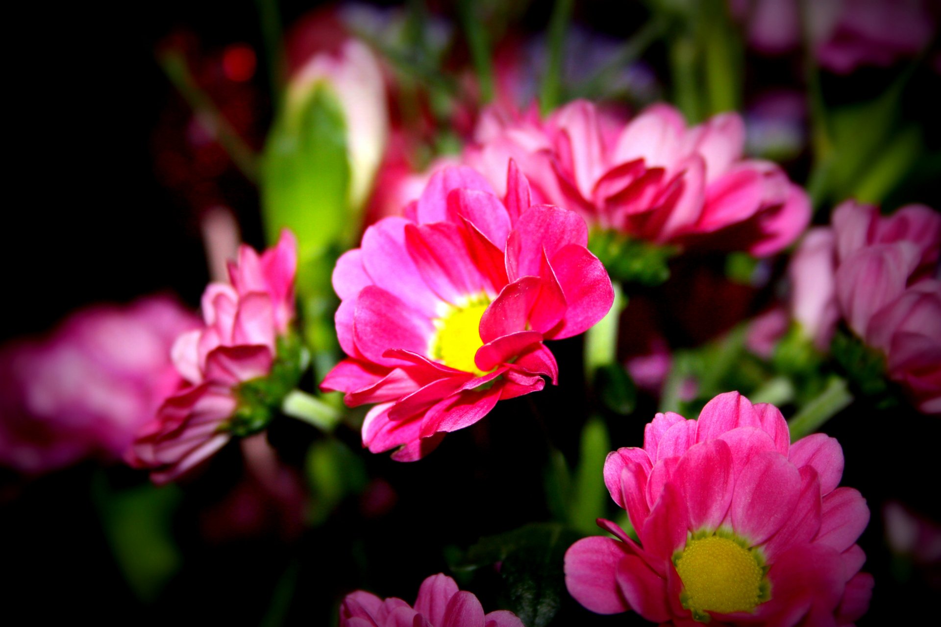Close-up of vibrant pink daisy-like flowers with yellow centers on a dark backdrop — nature, flower, 2K Quad HD PC desktop wallpaper background.