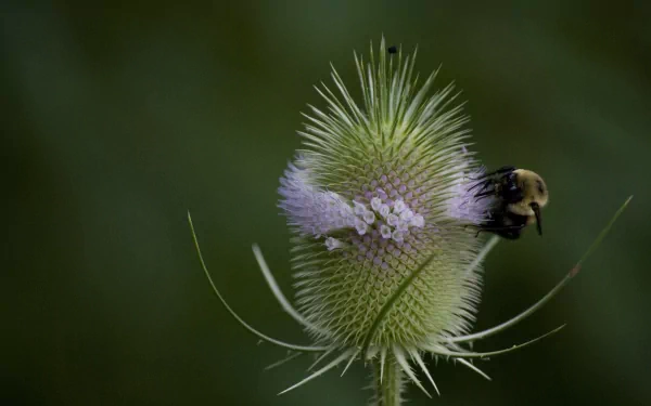 A close-up 4K Ultra HD image of a bumblebee collecting nectar from a spiky flower, showcasing the intricate details of the bee and the plant against a blurred green background.