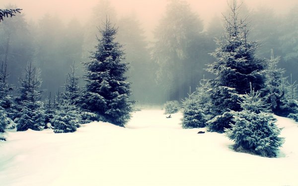 Earth Winter Landscape Scenic Forest Snow Fog HD Wallpaper | Background Image