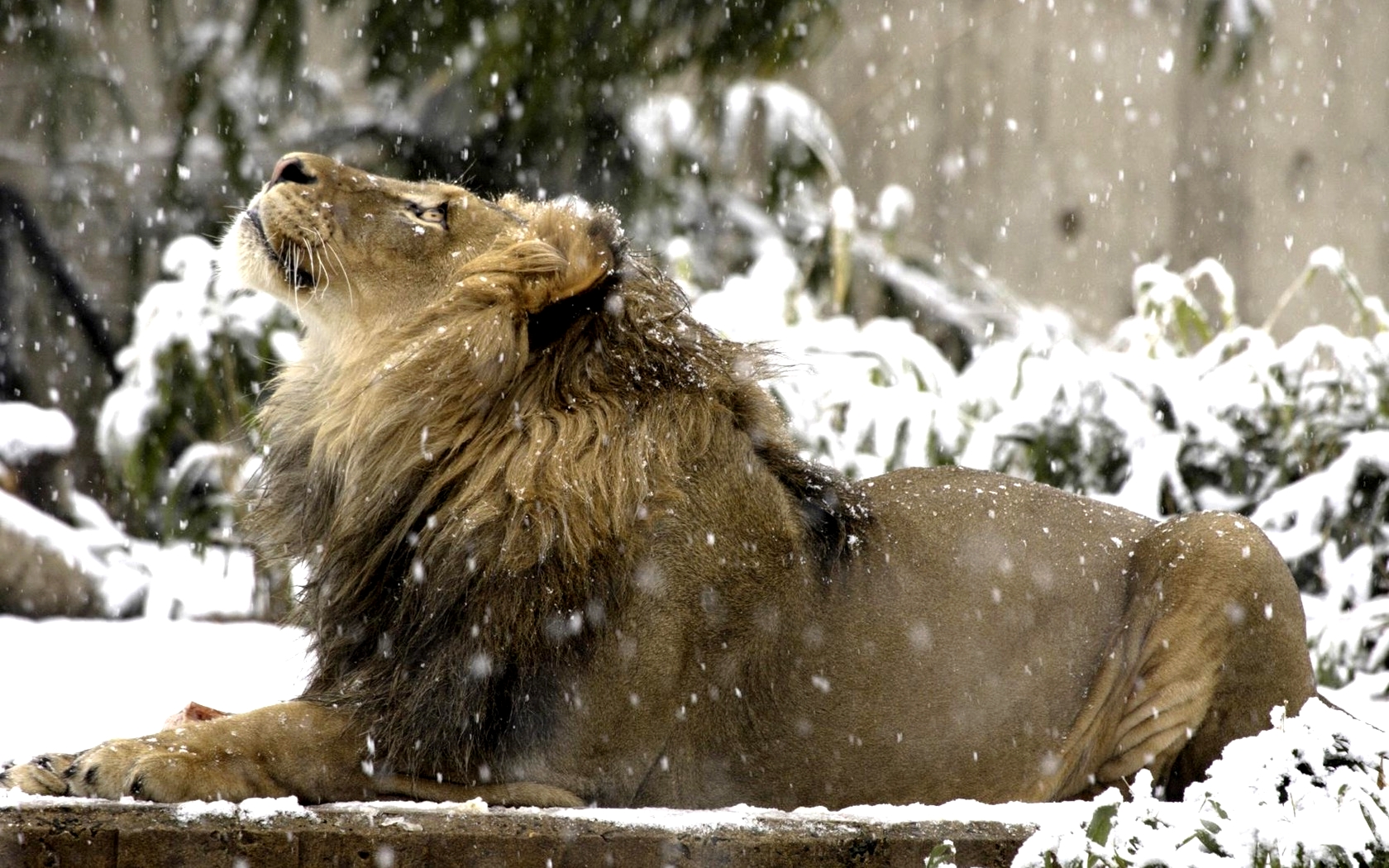 Lion in the Snow at Smithsonian Zoo