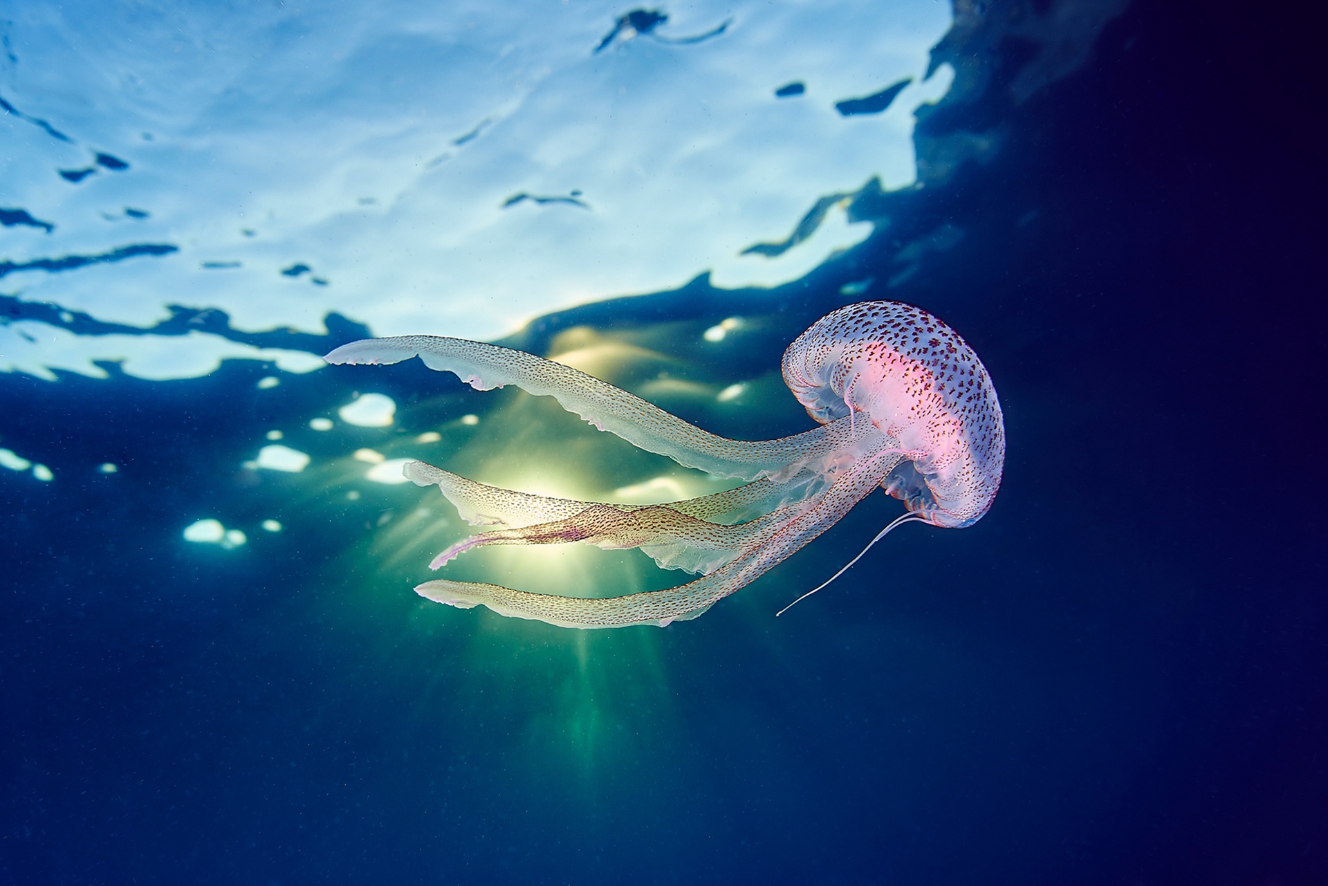 Download Underwater Sea Life Animal Jellyfish HD Wallpaper