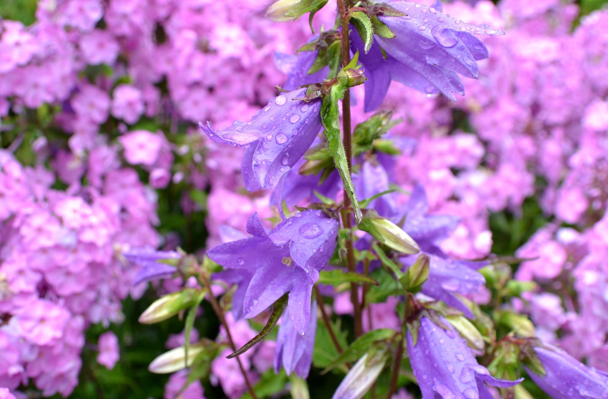 Earth Bellflower HD Wallpaper | Background Image