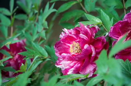 nature peony HD Desktop Wallpaper | Background Image