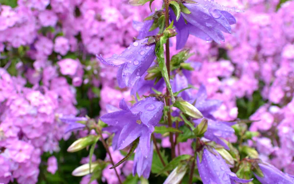nature bellflower HD Desktop Wallpaper | Background Image