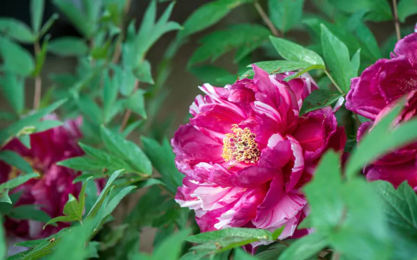 nature peony HD Desktop Wallpaper | Background Image