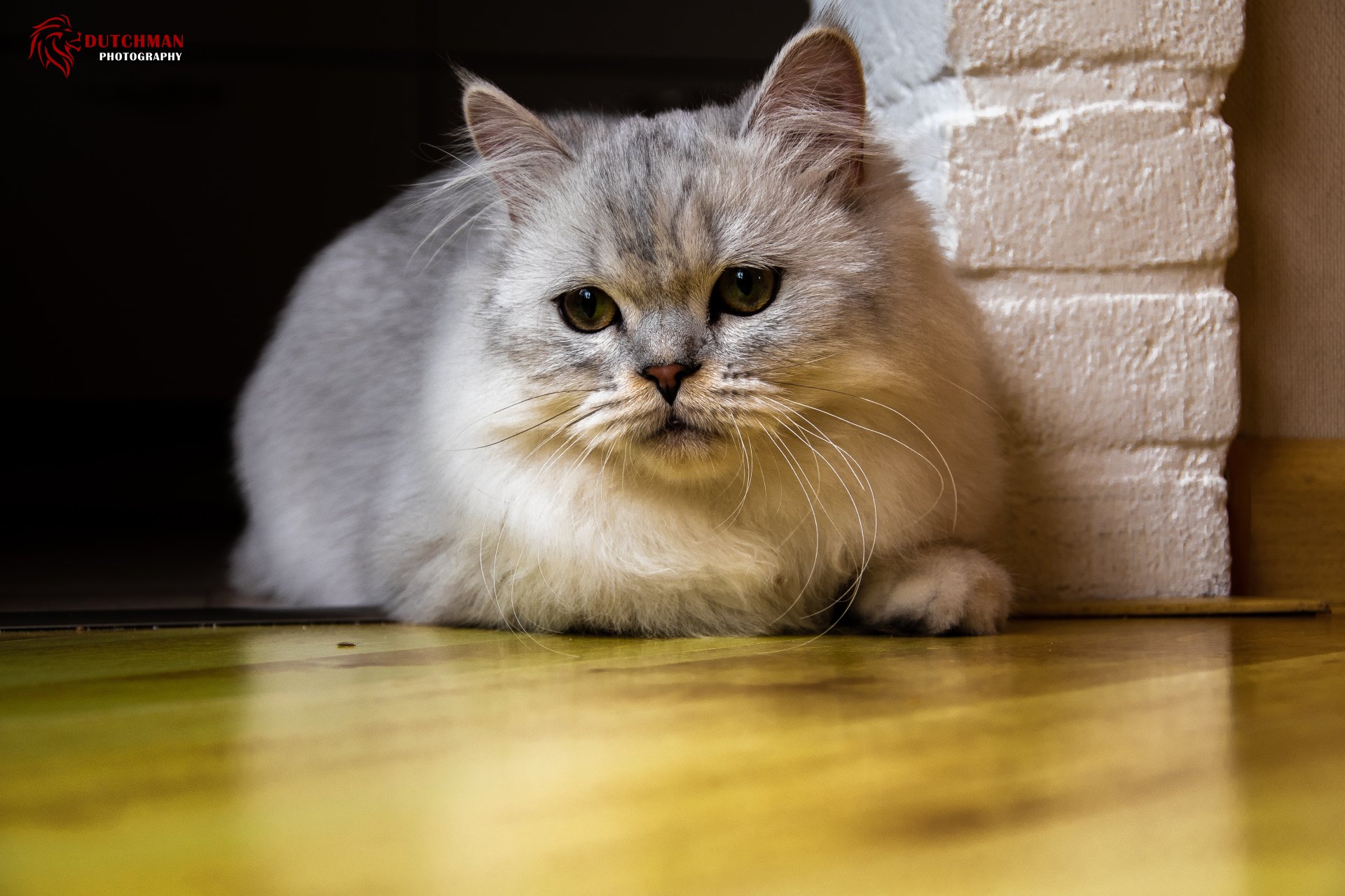 4K Ultra HD desktop wallpaper featuring a close-up of a calm, fluffy cat resting on a wooden floor beside a white brick wall.