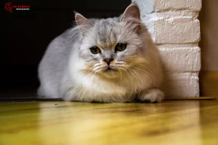 4K Ultra HD desktop wallpaper featuring a close-up of a calm, fluffy cat resting on a wooden floor beside a white brick wall.