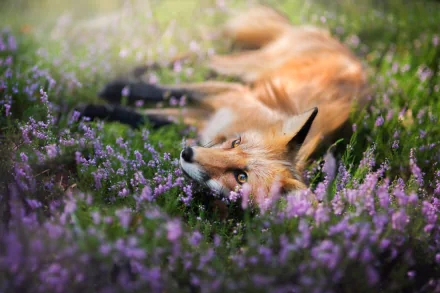 A fox lies among vibrant purple flowers in a detailed HD desktop wallpaper featuring nature's blend of animal and floral beauty.