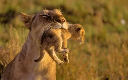 A high-definition desktop wallpaper showing a lioness carrying her cub by the scruff of its neck against a blurred, grassy background.