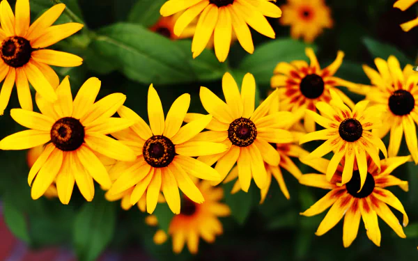 nature black-eyed susan HD Desktop Wallpaper | Background Image