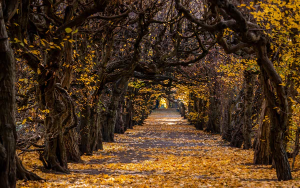 HD desktop wallpaper of a tree-lined path covered in fallen autumn leaves, showcasing vibrant fall colors and natural beauty.