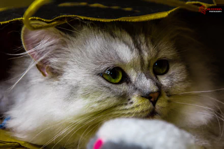 A serene close-up of a fluffy cat peeking out from under a bag, featuring striking green eyes. This 4K Ultra HD image adds a charming touch to any desktop background.