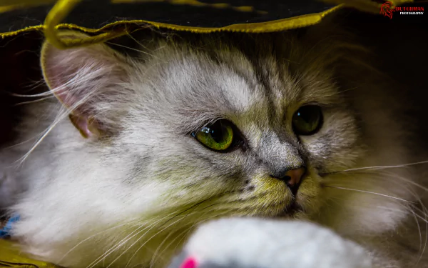 A serene close-up of a fluffy cat peeking out from under a bag, featuring striking green eyes. This 4K Ultra HD image adds a charming touch to any desktop background.