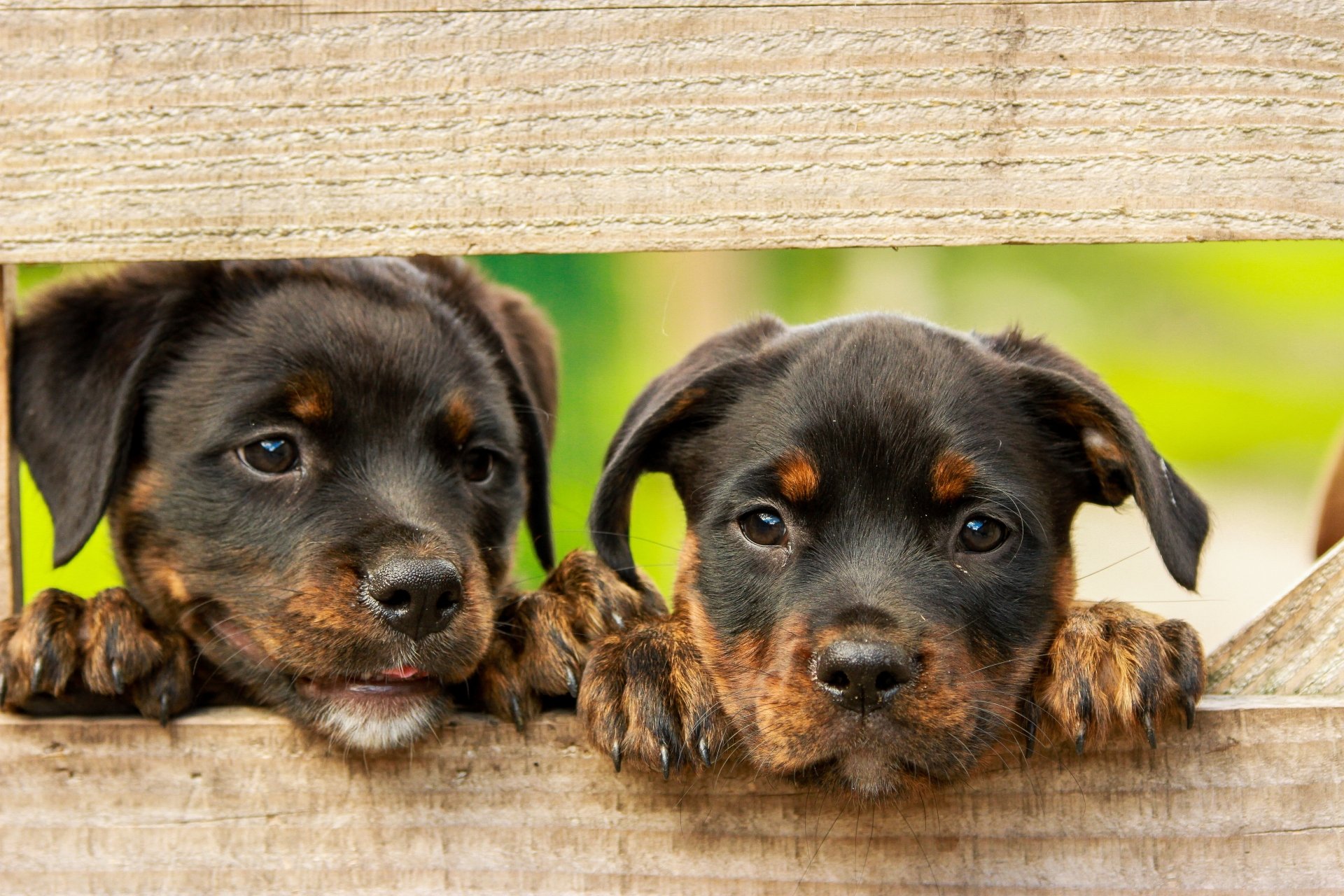 Download Puppy Baby Animal Dog Animal Rottweiler 4k Ultra HD Wallpaper