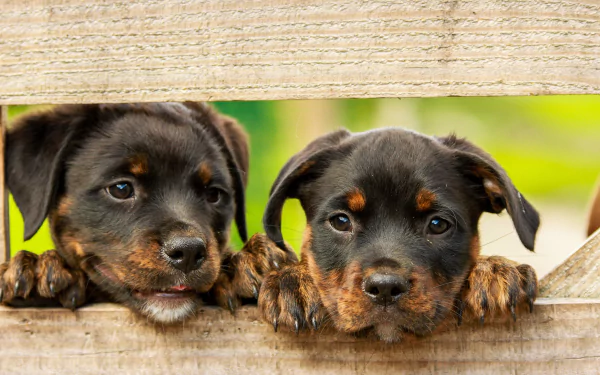 puppy baby animal dog Animal rottweiler HD Desktop Wallpaper | Background Image